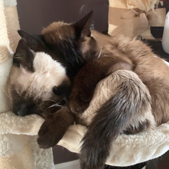 Meet your Posher, Tara - Picture 1 of 1